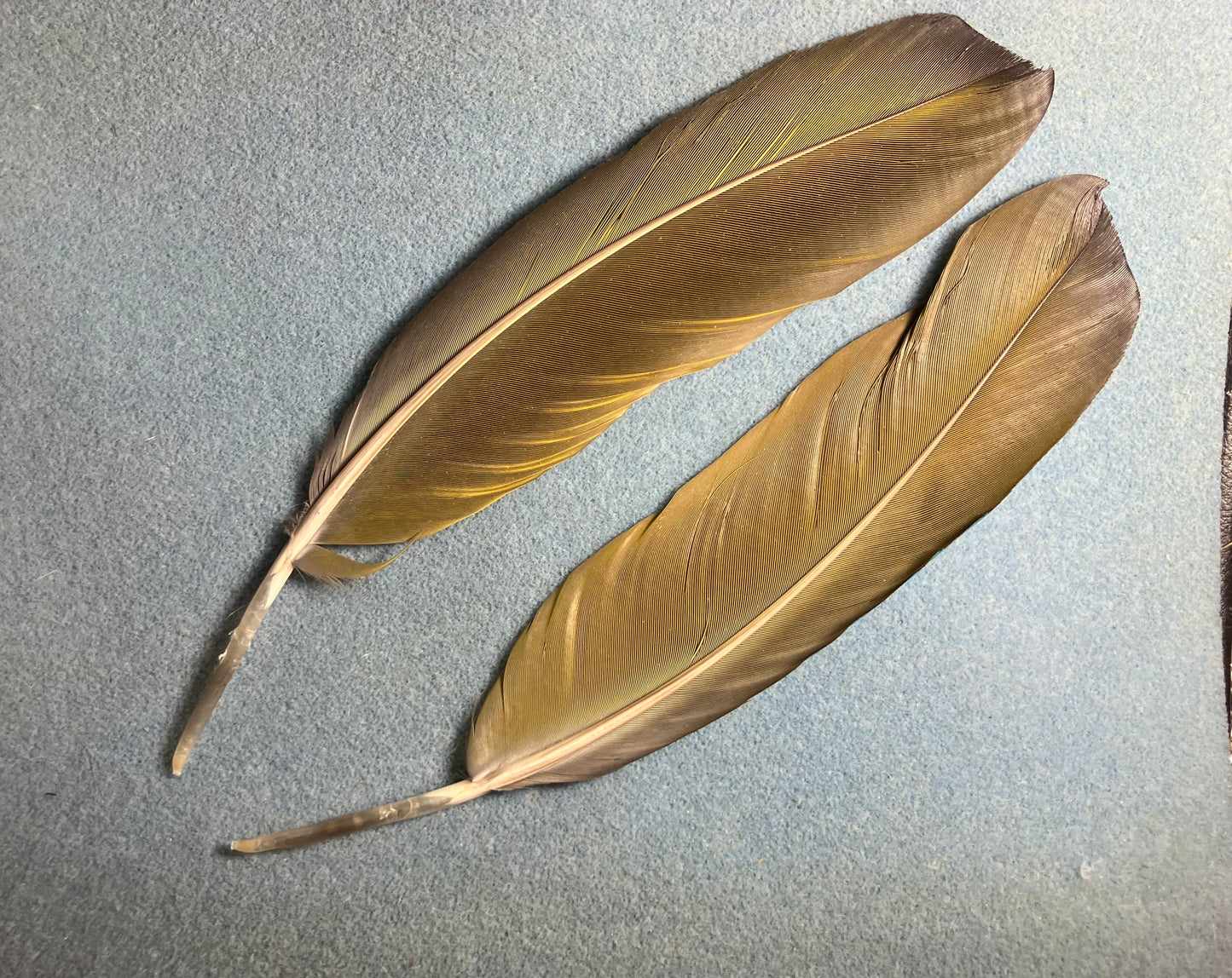 Pair of large gorgeous blue and yellow blue and gold macaw wing feathers