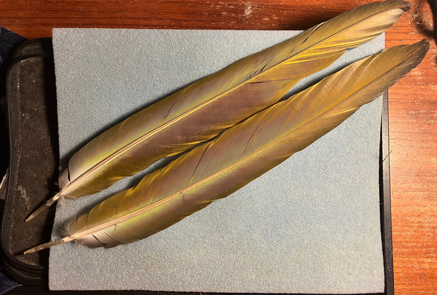Pair of gorgeous blue, green, and yellow harlequin macaw tail feathers
