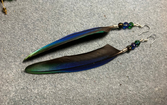 Rare iridescent blue and green Pionus parrot feather earrings adorned with blue and green Czech glass beads.
