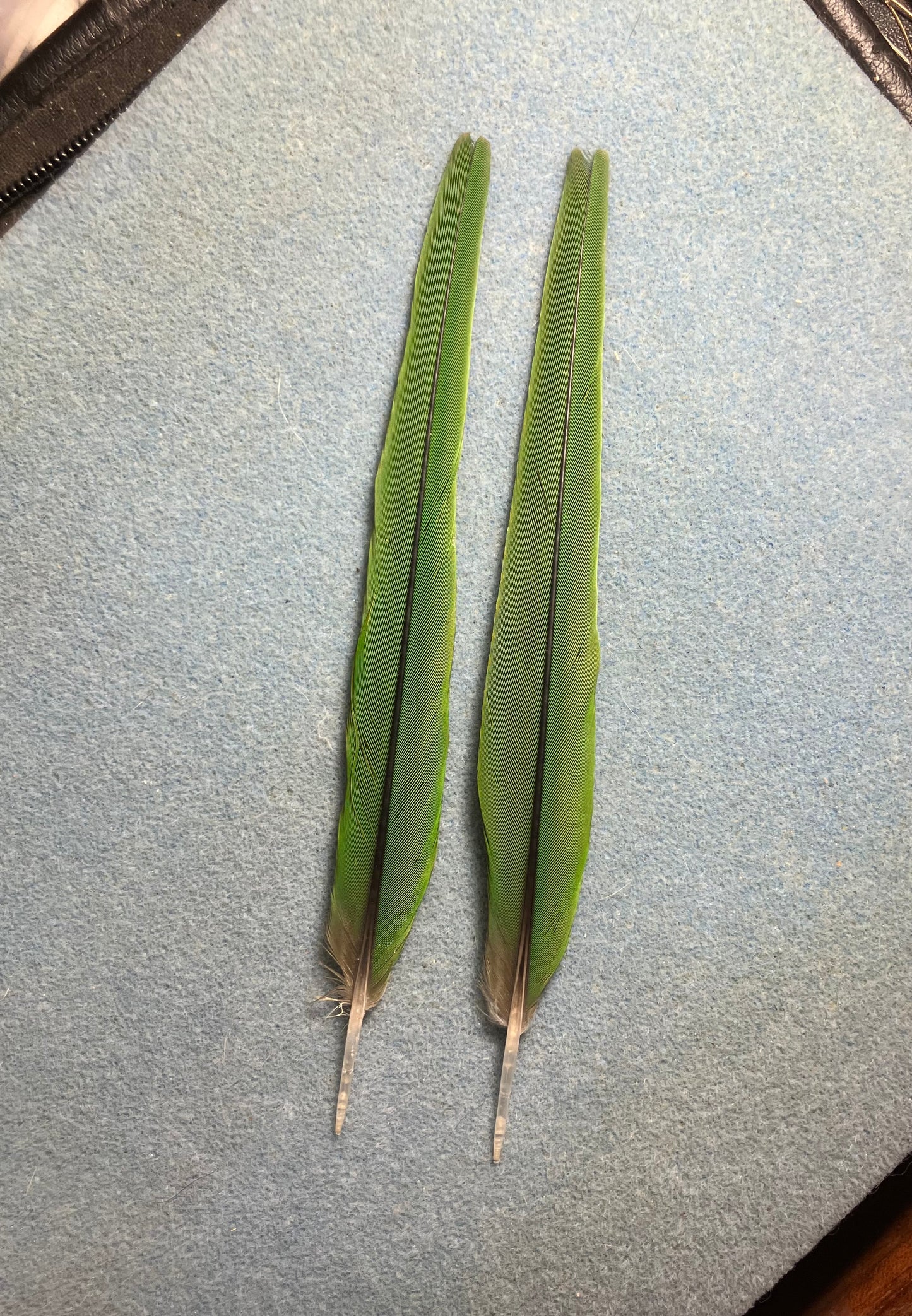 Pair of gorgeous green Noble mini macaw tail feathers