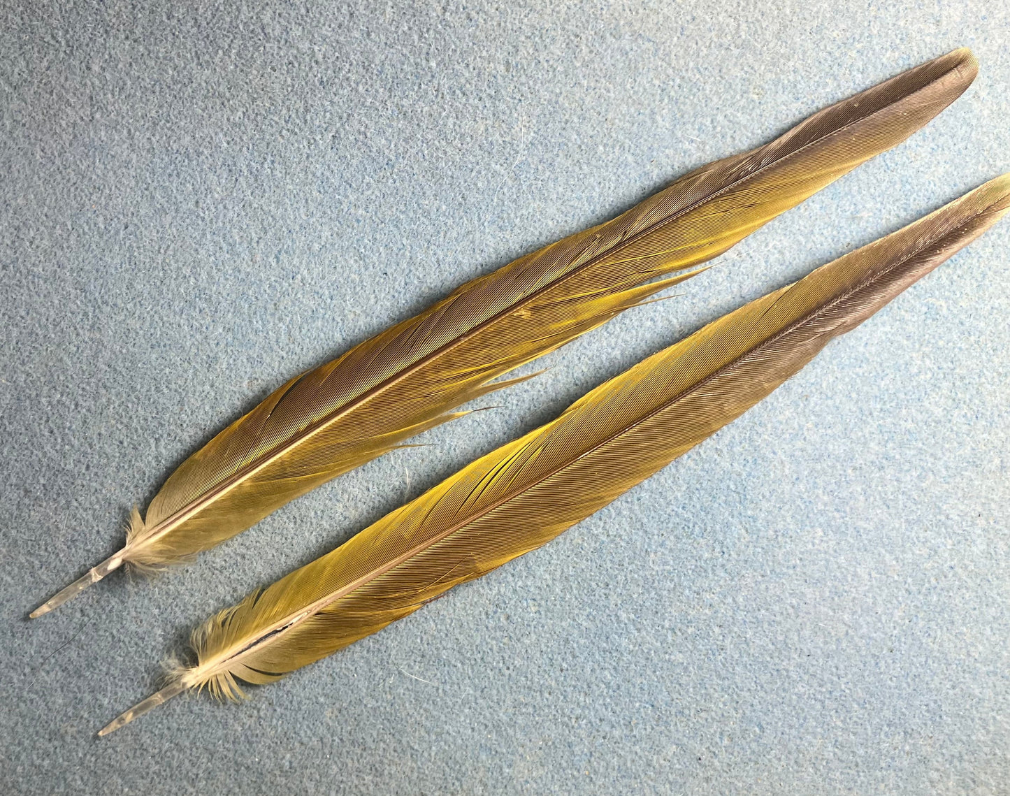 Pair of gorgeous blue, green, and red Illiger’s mini macaw tail feathers