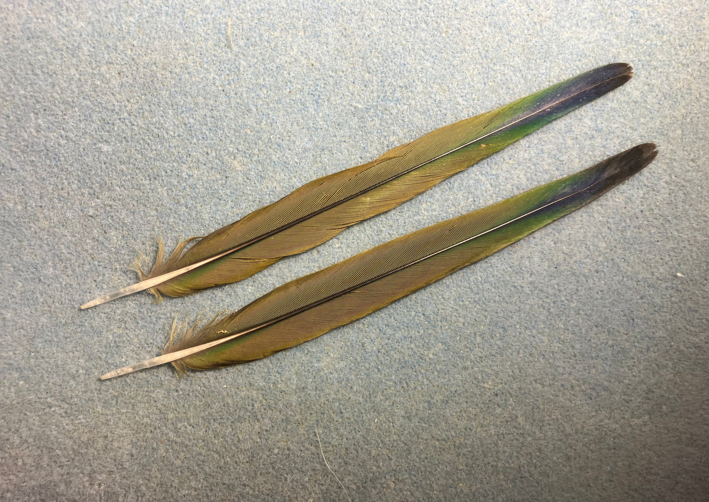 Pair of gorgeous green and blue sun conure tail feathers