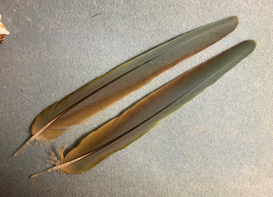 Pair of gorgeous bluish olive green red-fronted macaw tail feathers