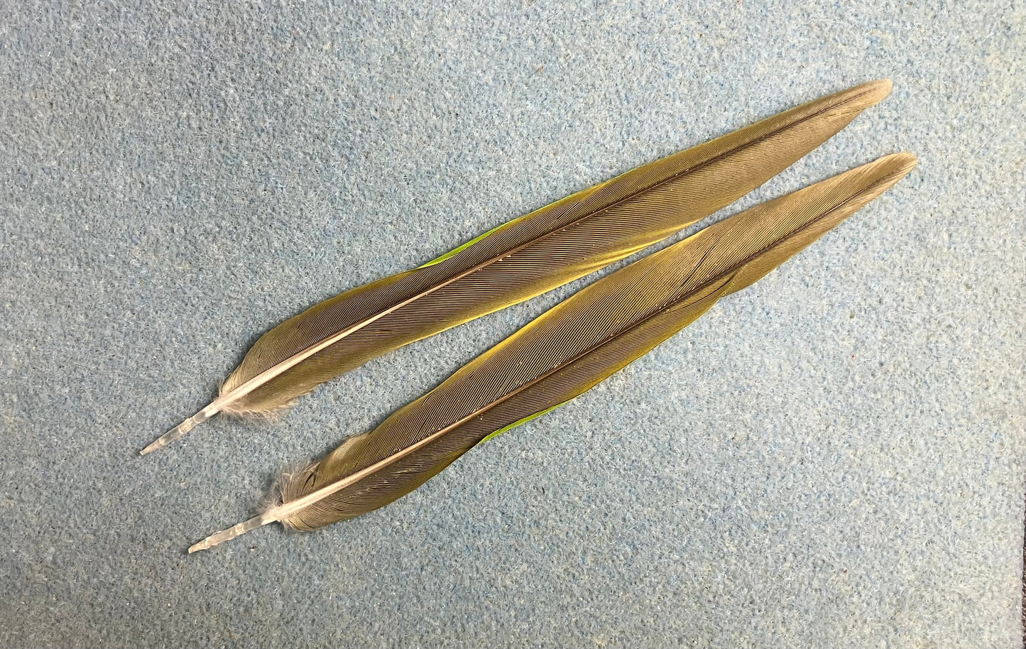 Pair of gorgeous green Noble mini macaw tail feathers