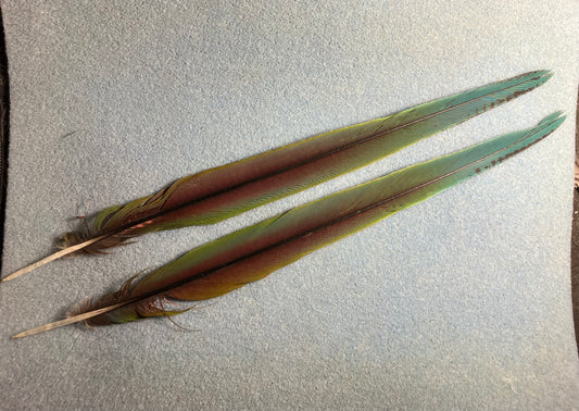 Pair of gorgeous blue, green, and red Severe (chestnut-fronted) mini macaw tail feathers