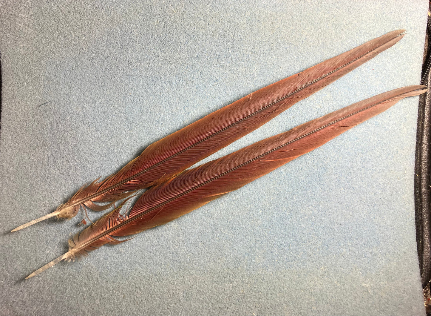 Pair of gorgeous blue, green, and red Severe (chestnut-fronted) mini macaw tail feathers