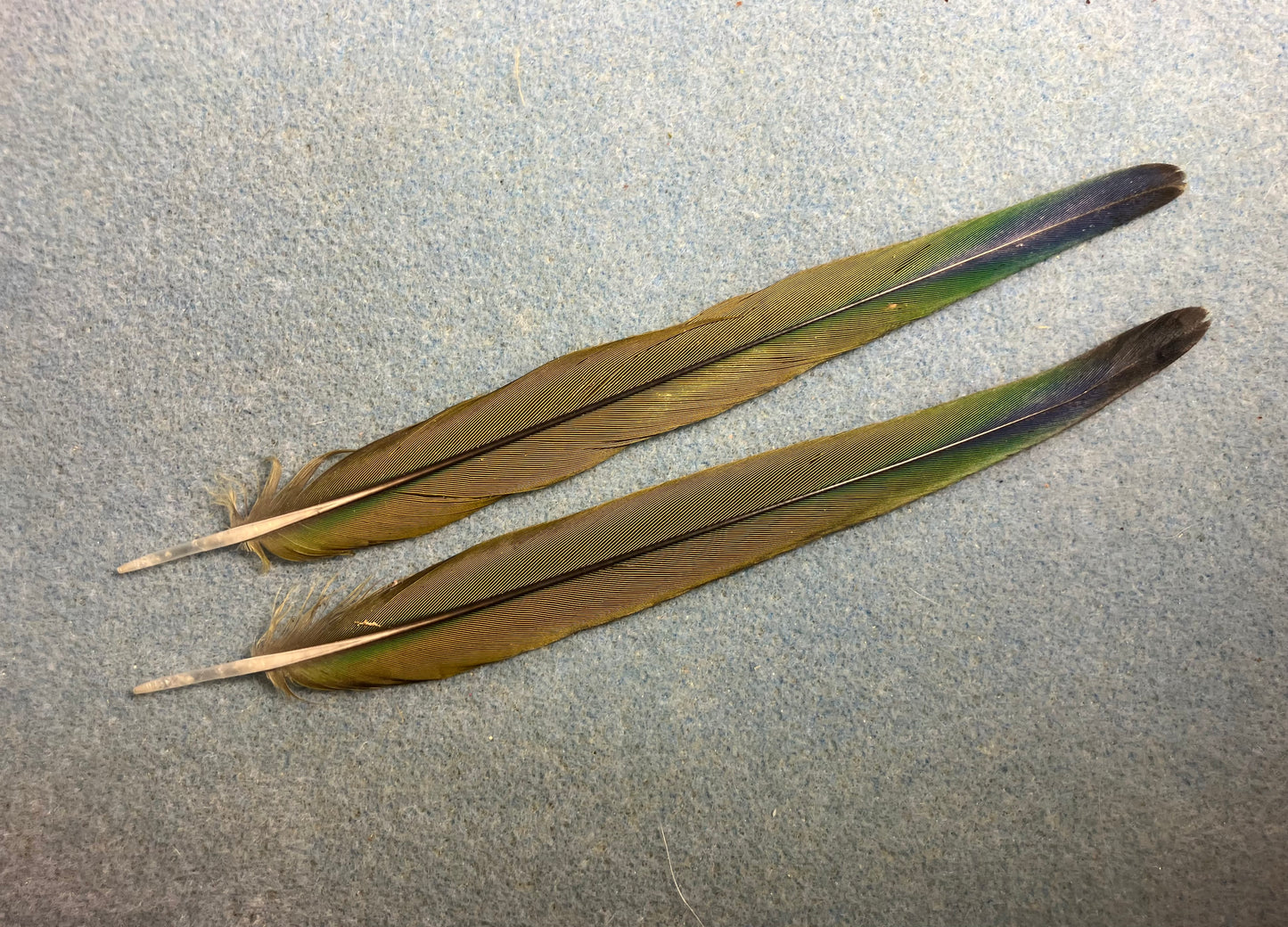 Pair of gorgeous green and blue sun conure tail feathers