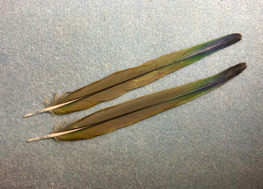 Pair of gorgeous green and blue sun conure tail feathers