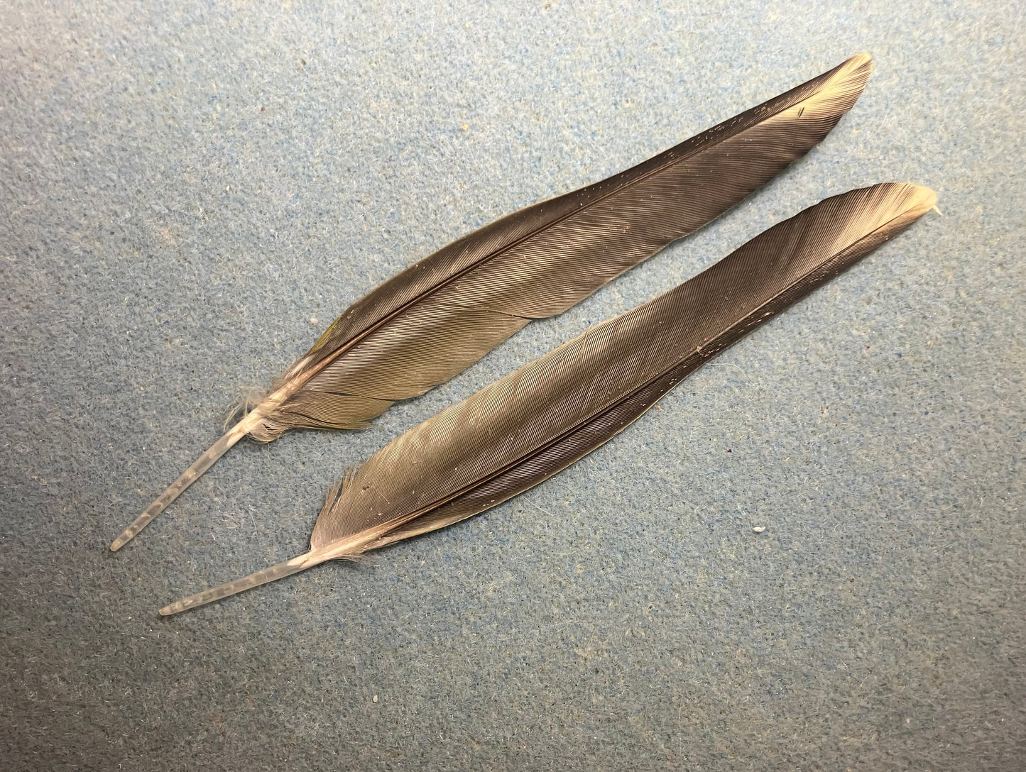 Pair of gorgeous green, black, blue, and yellow sun conure wing feathers