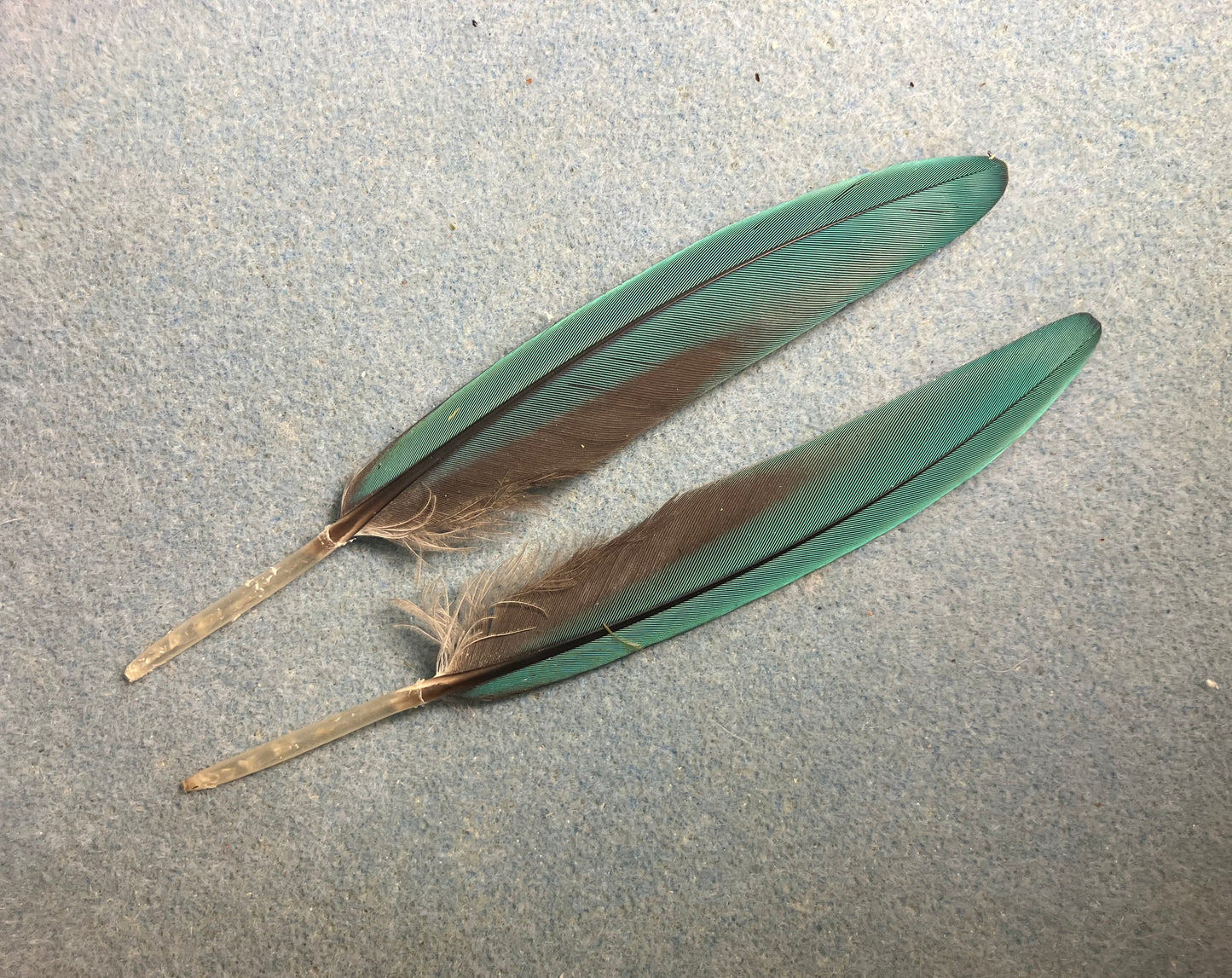 Pair of gorgeous blue and yellow  military macaw wing feathers
