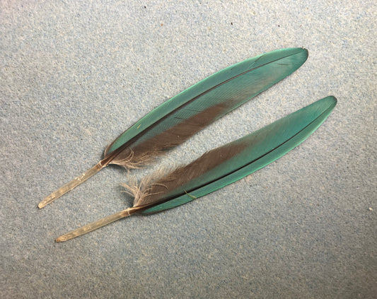 Pair of gorgeous blue and yellow  military macaw wing feathers