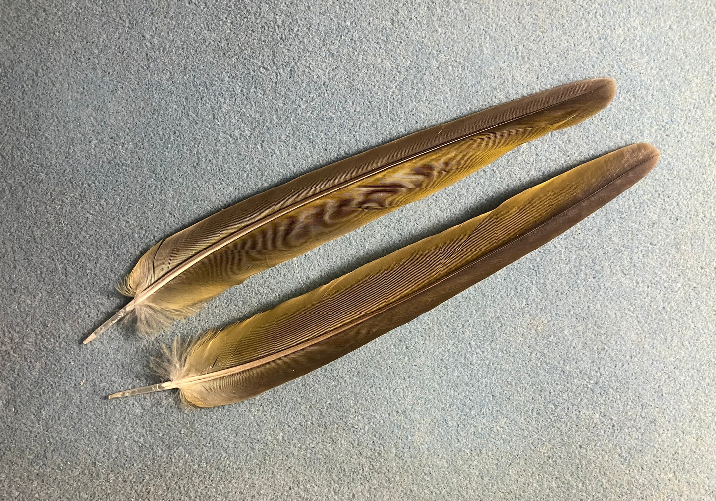 Pair of gorgeous olive green red-fronted macaw tail feathers