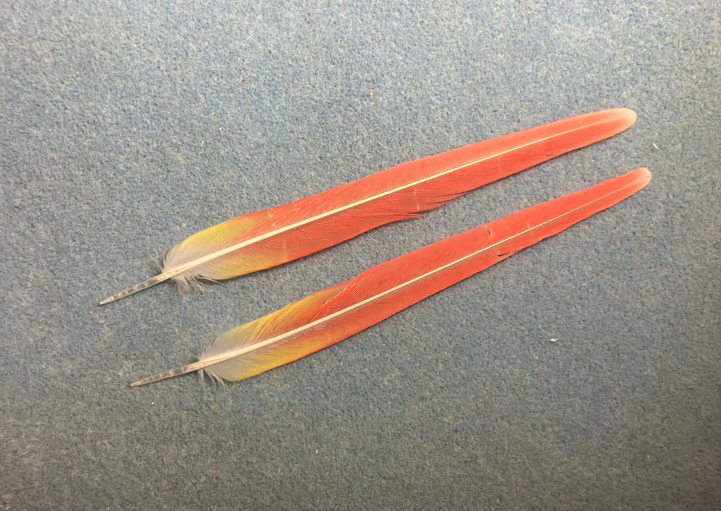Pair of gorgeous bright red sun cheek conure tail feathers