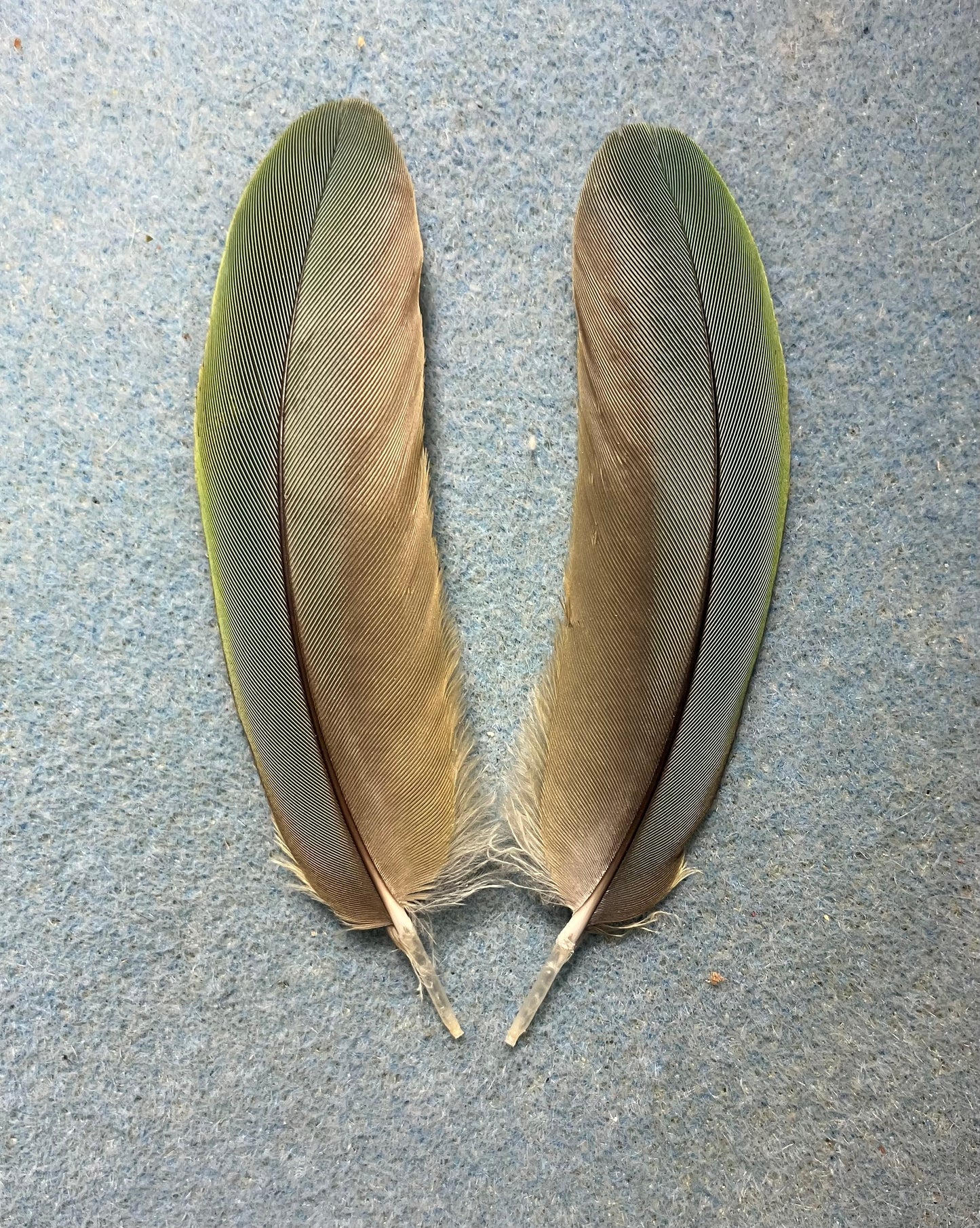 Pair of gorgeous bluish olive green red-fronted macaw wing feathers