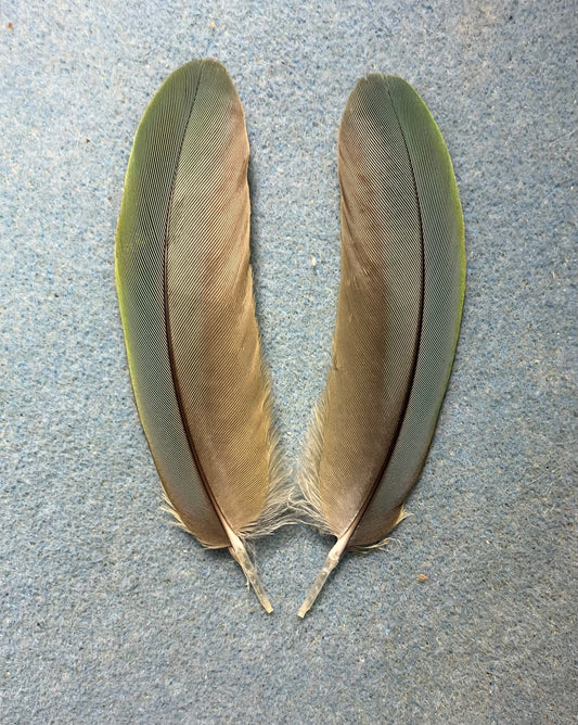 Pair of gorgeous bluish olive green red-fronted macaw wing feathers