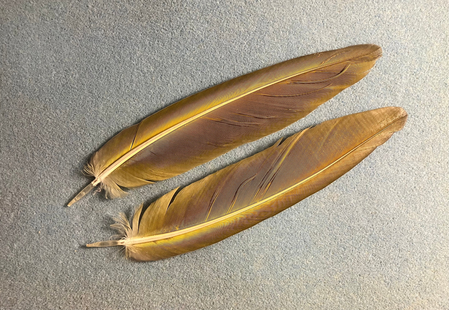 Pair of large gorgeous blue and yellow blue and gold macaw tail feathers