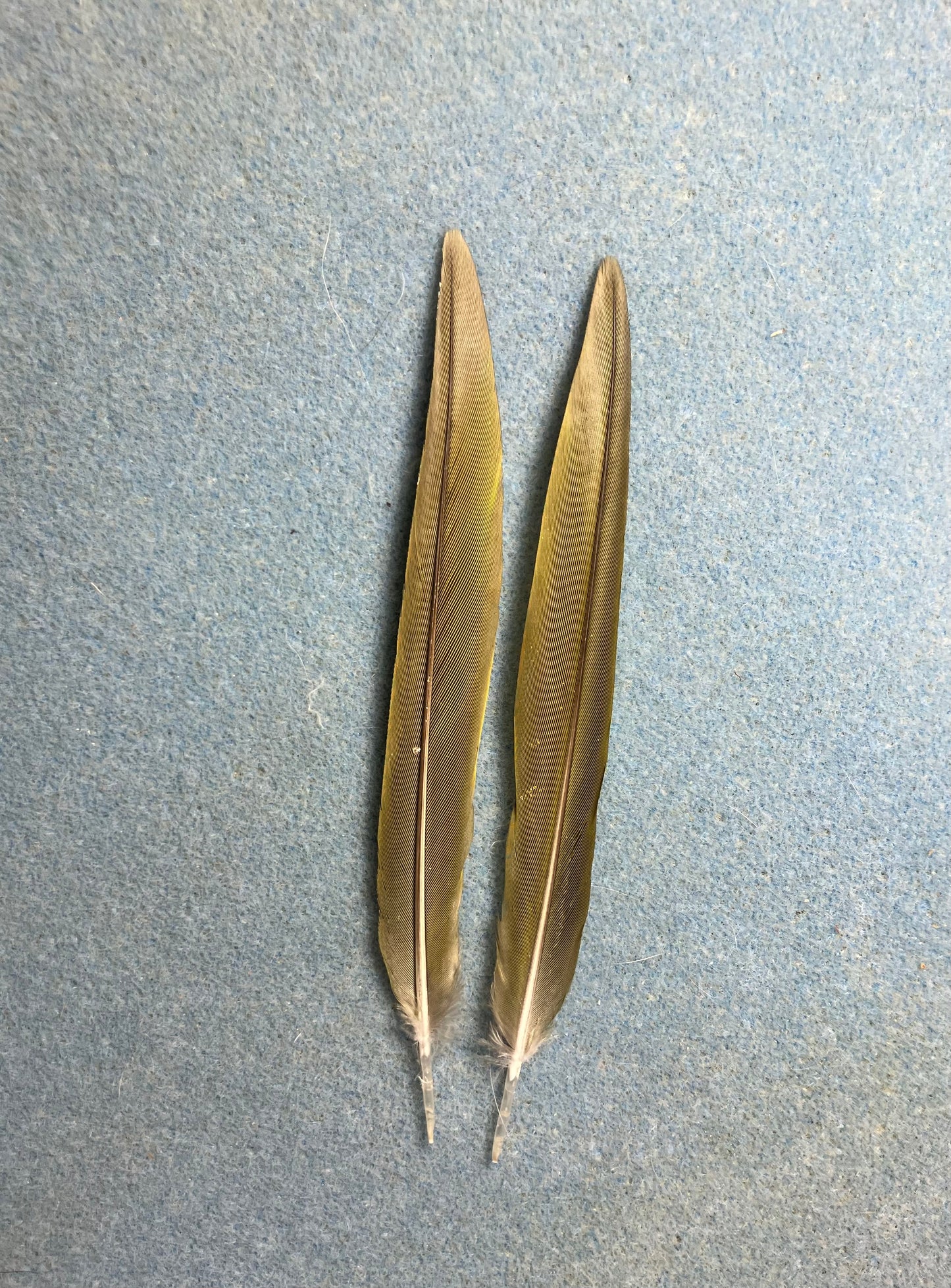 Pair of gorgeous thin green Hawn’s mini macaw tail feathers