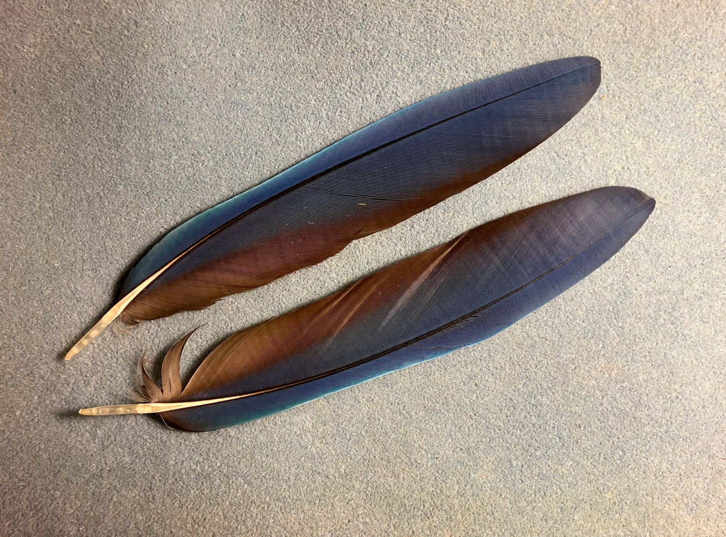 Pair of gorgeous blue and red scarlet macaw tail feathers
