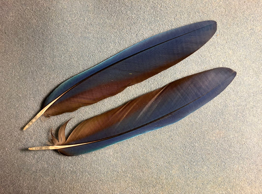 Pair of gorgeous blue and red scarlet macaw tail feathers