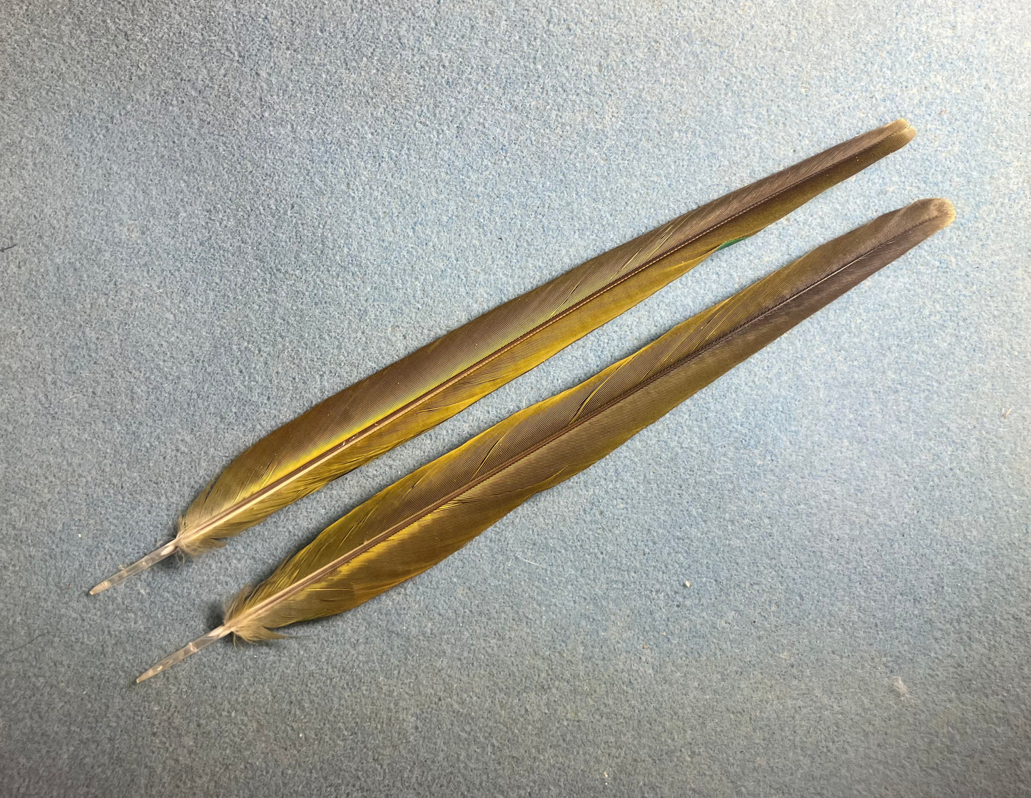 Pair of gorgeous blue, green, and red yellow-collared mini macaw tail feathers