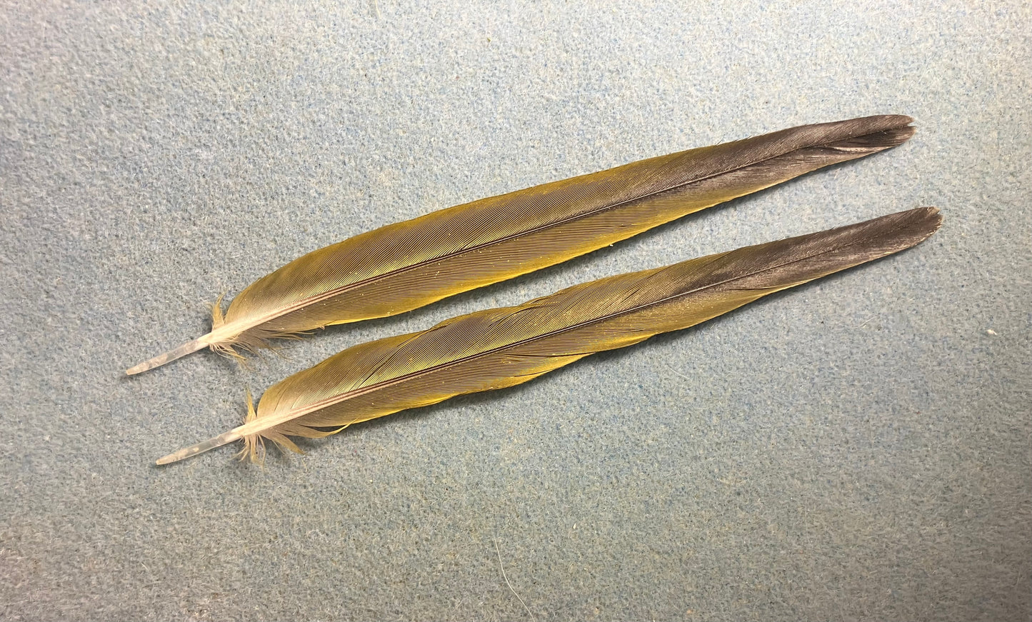 Pair of gorgeous green and blue sun conure tail feathers