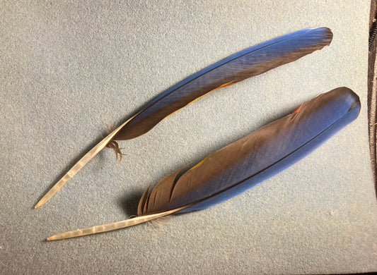 Pair of large gorgeous blue and red scarlet macaw wing feathers